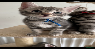 Bengal cats - Advert 3