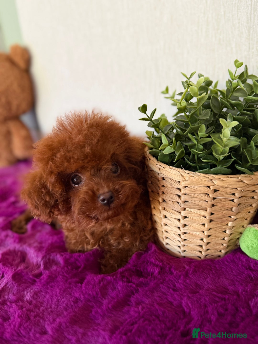 Poodle dogs for sale: Stunning Asian poodle boy for sale  - Advert 9