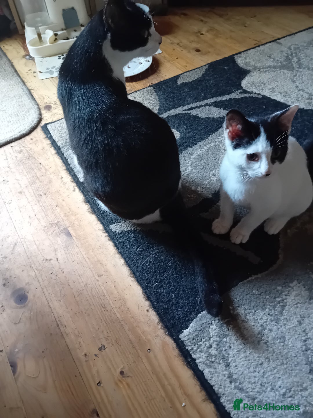 British Shorthair cats for sale: Male kitten  - Advert 1