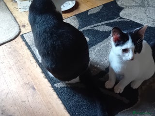 British Shorthair cats Male kitten - Advert 1