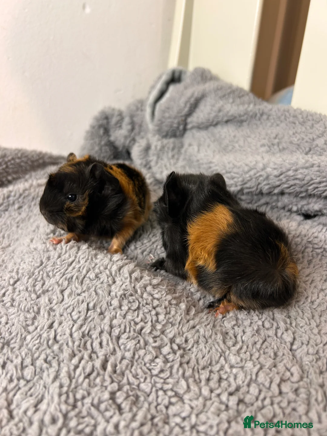Guinea Pig rodents for sale: 2 pairs of sow Peruvians and a jet black boar peru - Advert 26