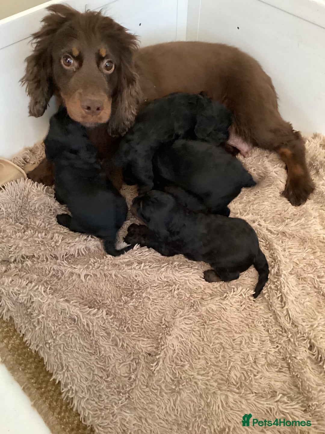 Cockapoo dogs for sale: Cockerpoo  - Advert 1