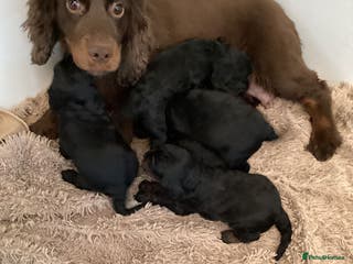 Cockapoo dogs Cockerpoo - Advert 1