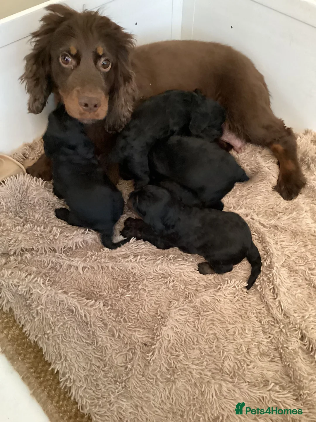 Cockapoo dogs for sale: Cockerpoo  - Advert 1