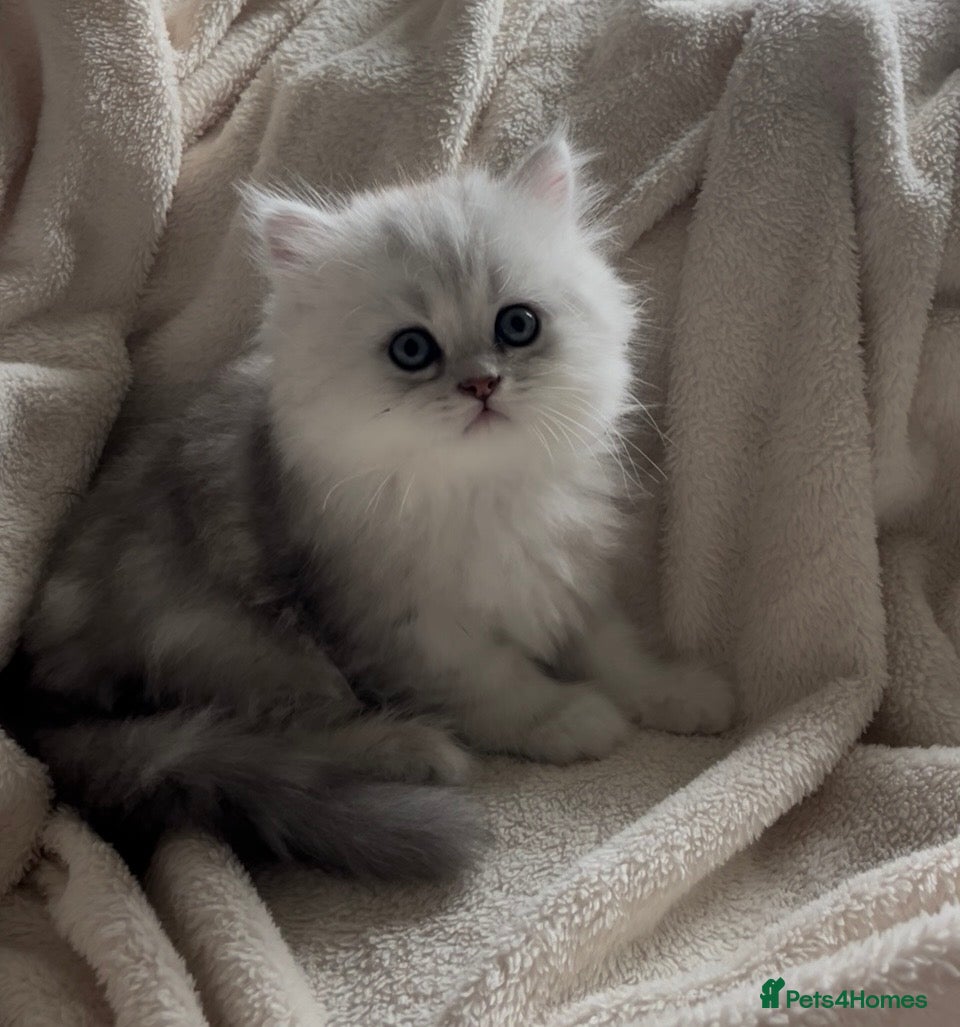 Persian cats Gccf persian chinchilla male  - Advert 11