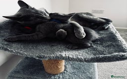 Russian Blue cats for sale: 🩵GCCF Registered Russian Blue kittens 🩵 - Image 11