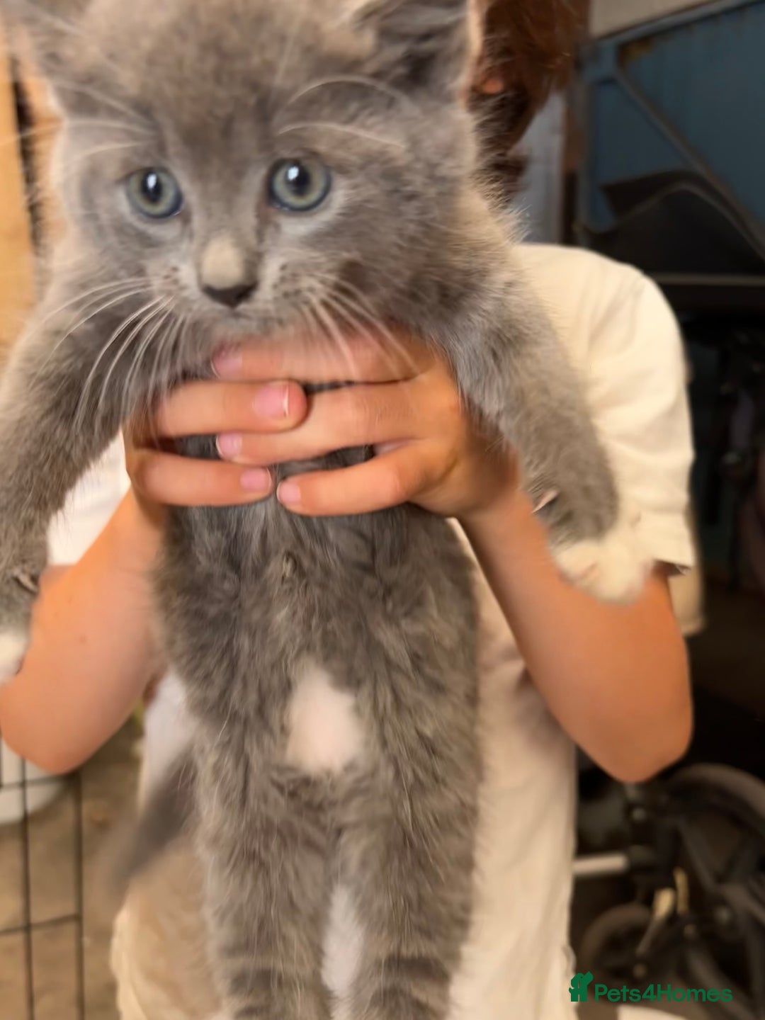 Mixed Breed cats for sale: 4 beautiful kittens ready now - Image 18