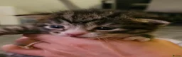 Maine Coon cats for sale: Maine coon mix kittens - Advert 7
