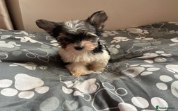 Biewer Terrier dogs for sale: Reduced Last 2 left 5 stunning Biewer Terriers - Image 6