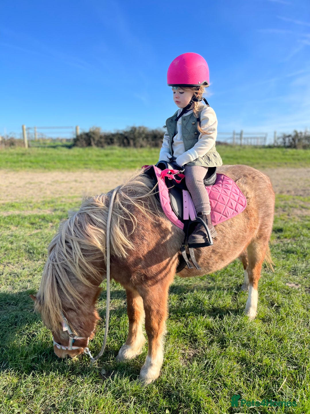 Welsh Section A horses for sale: Toni The Pony 10.3hh Mare 🦄 - Image 32
