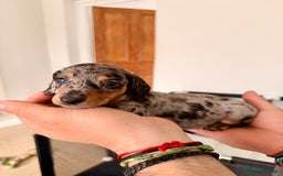 Mixed Breed dogs for sale: Miniature Dachshund × Dachshund Cockapoo Puppies - Advert 8