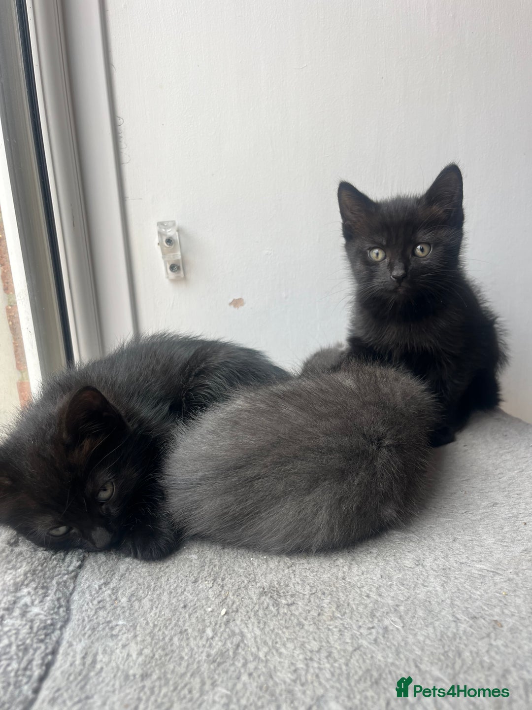 British Shorthair cats for sale: Siamese/BSH kittens - Advert 11