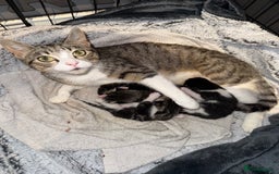Mixed Breed cats for sale: Mixed kittens.  - Image 1