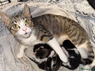 Mixed Breed cats - Advert 38