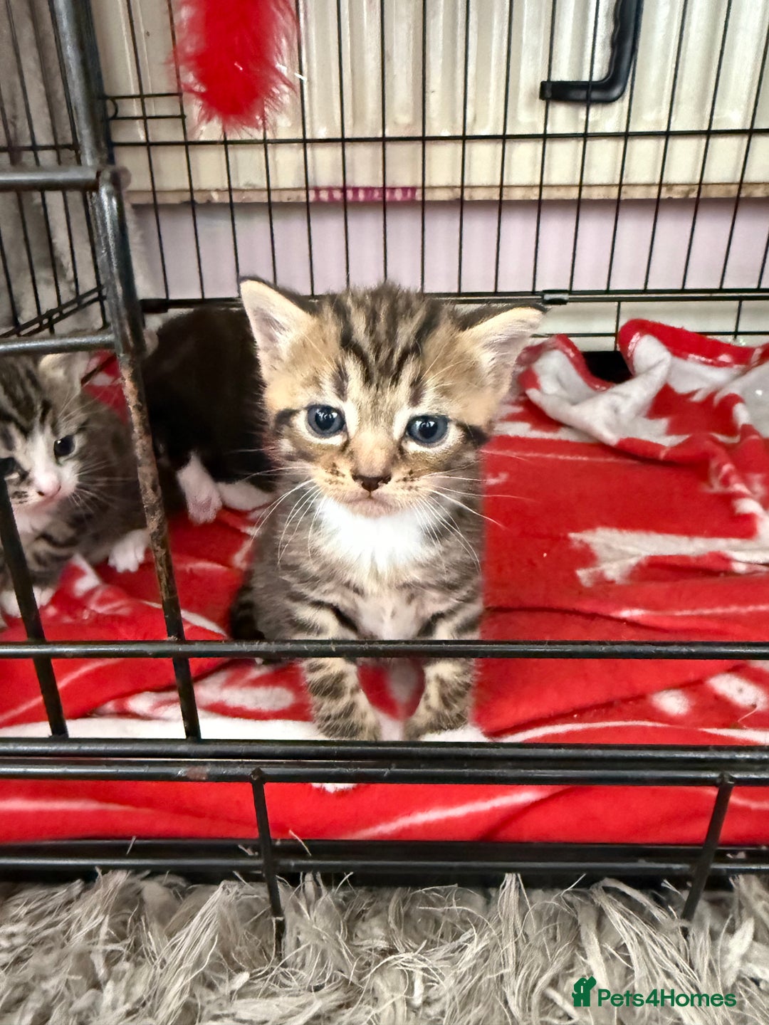 Mixed Breed cats for sale: Kittens - Image 2