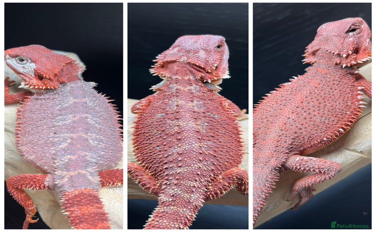 Bearded Dragon reptiles in Morecambe - Advert 8