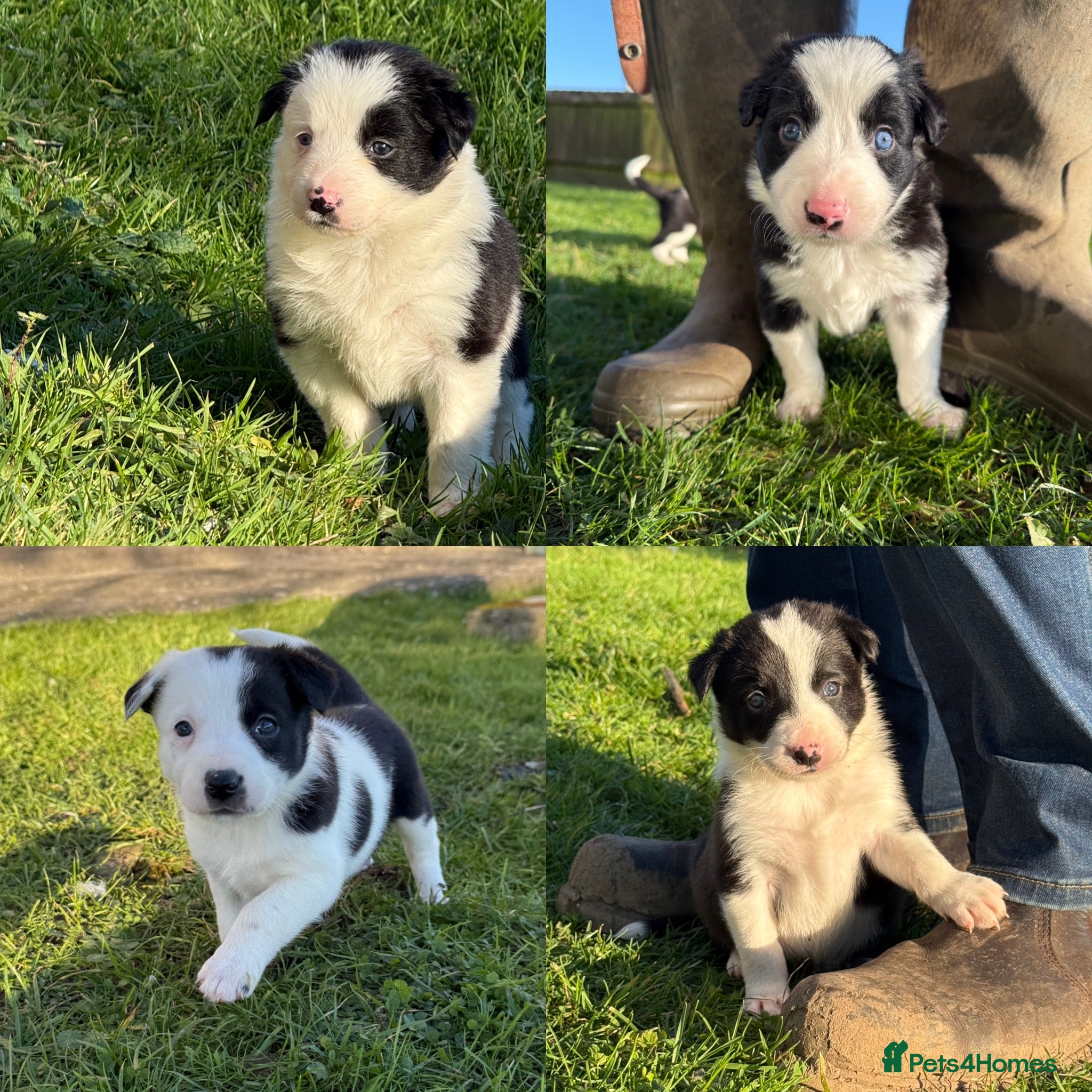 Border Collie dogs Border collie puppies seeking working/active homes - Advert 5