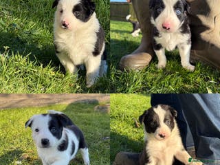 Border Collie dogs Border collie puppies seeking working/active homes - Advert 4