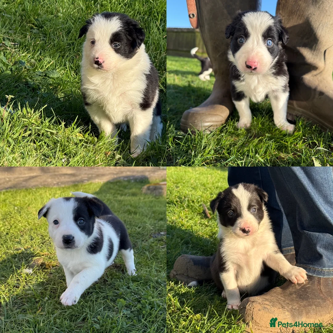 Border Collie dogs for sale: Border collie puppies seeking working/active homes - Advert 2