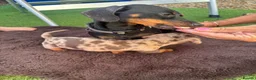 Dachshund dogs for sale: Beautiful dashound boy puppy  - Advert 4