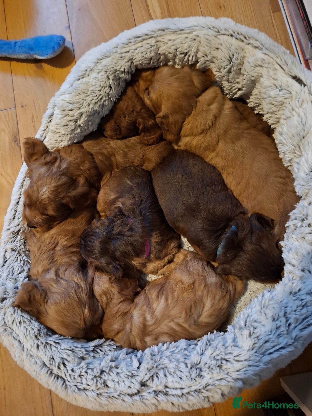 Cockapoo dogs for sale: F2 Cockapoos Puppies Gloucester - Advert 8