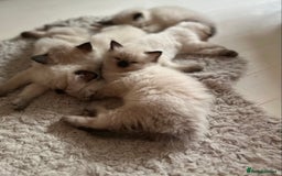 Ragdoll cats for sale: Beautiful Chocolate point Ragdoll kittens  - Image 1