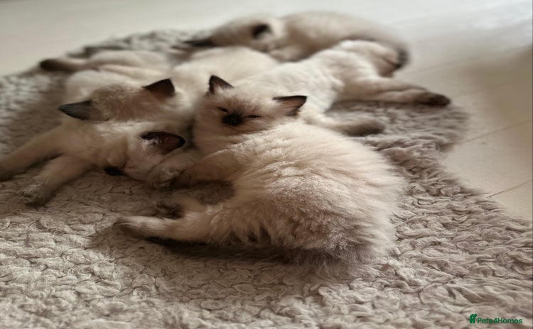 Ragdoll cats - Advert 8