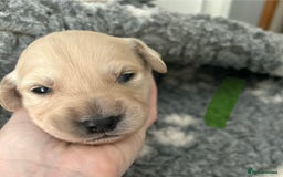 Golden Retriever dogs for sale: Remarkable Golden Retriever Puppies - Image 13
