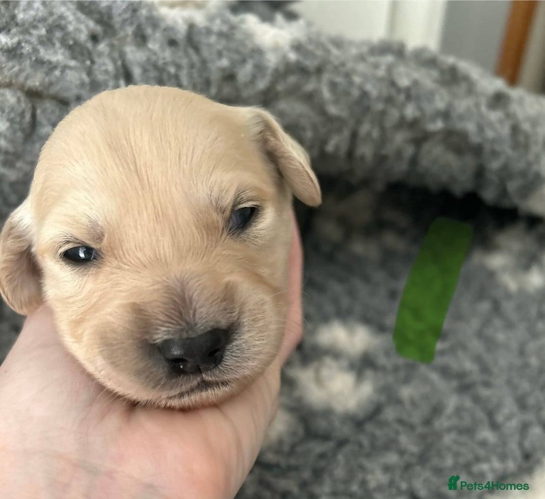 Golden Retriever dogs for sale: Remarkable Golden Retriever Puppies - Image 13