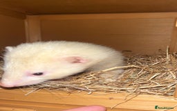 Ferret rodents for sale: Two male ferrets needing new 🏡  - Image 4