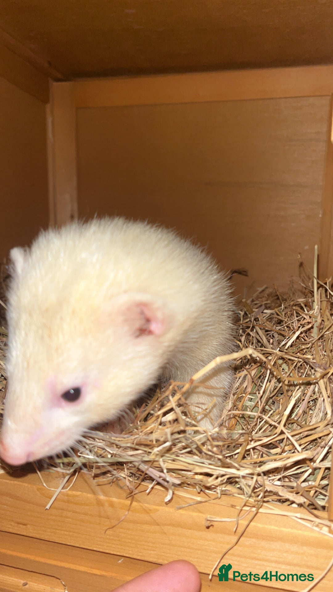 Ferret rodents for sale: Two male ferrets needing new 🏡  - Image 4