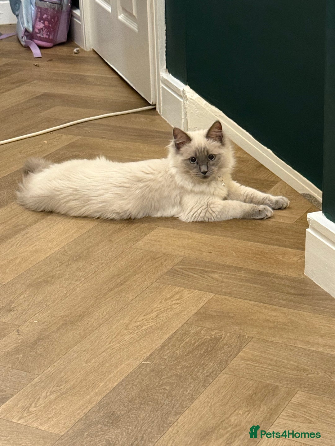 Ragdoll cats for sale: RAGDOLL looking for new home  - Advert 3