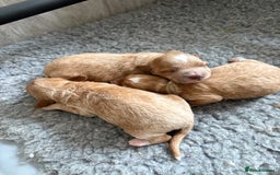Mixed Breed dogs for sale: Australian Labradoodle  1 girl available - Image 8