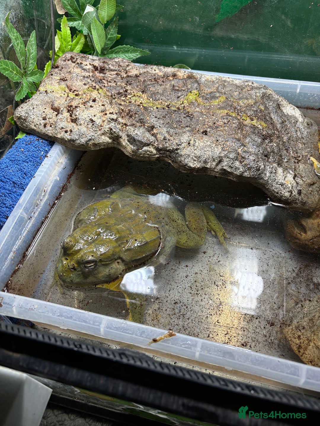 Frog reptiles for sale: Pair of Giant African Bullfrogs with Setup  - Image 15