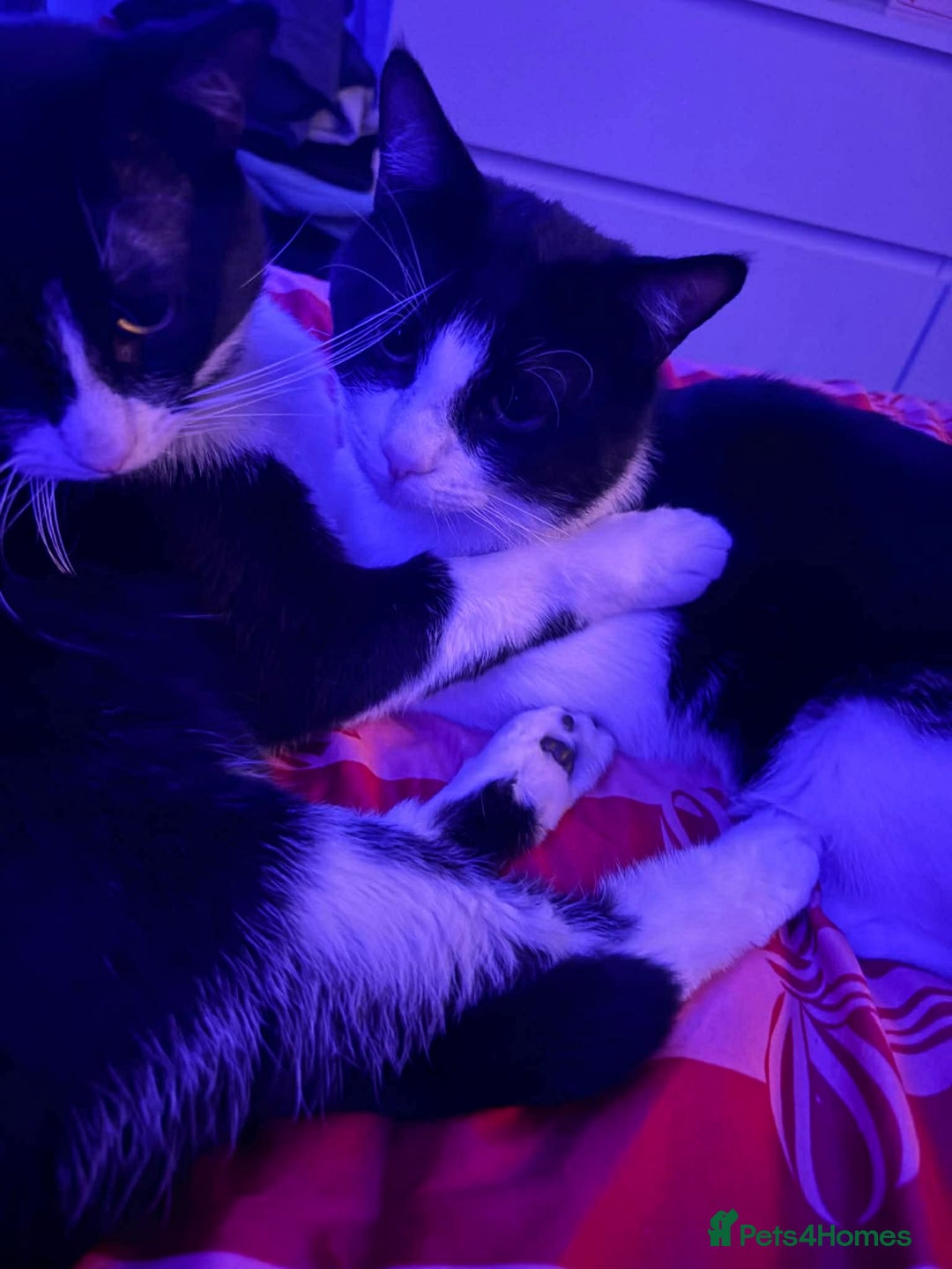 Mixed Breed cats for sale: 2 Male cats - Advert 3