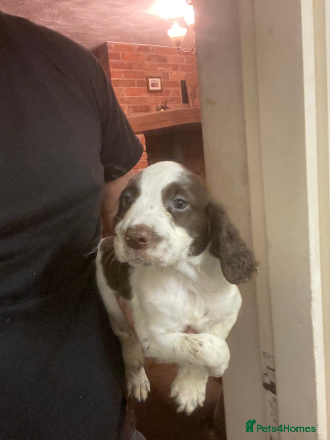 Sprocker dogs for sale: Working chocolate Sprocker puppies  - Image 4