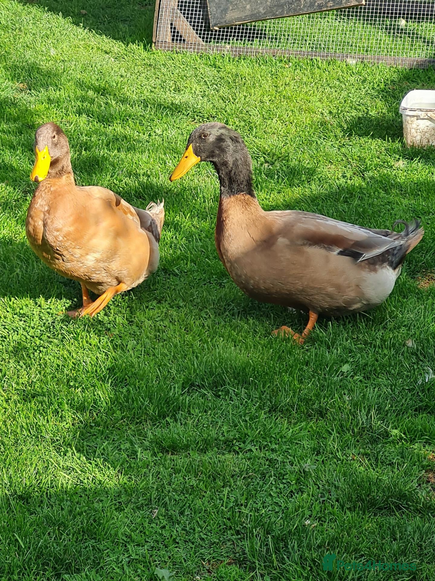 Ducks poultry 2x Orpington Drakes - Advert 9