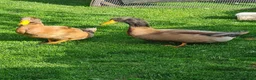 Ducks poultry for sale: 2x Orpington Drakes in Wakefield - Advert 1