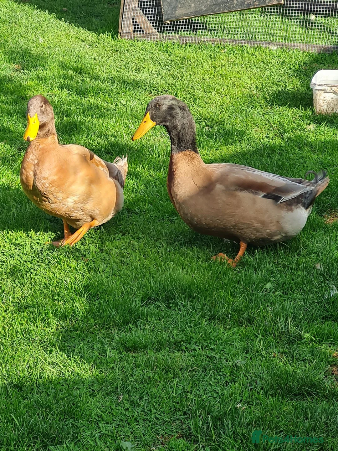 Ducks poultry for sale: 2x Orpington Drakes in Wakefield - Advert 1