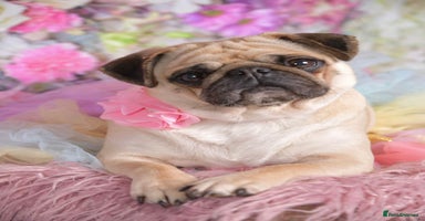 Pug dogs - Advert 6