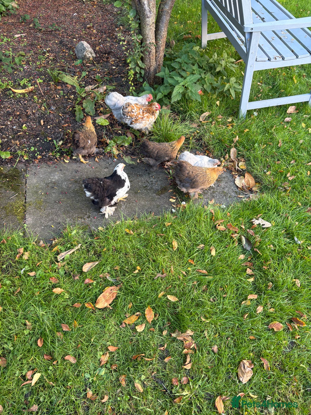 Chickens poultry for sale: Two Friendly Pekin Bantam Boys Looking for a home - Advert 8