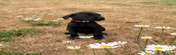 Labrador Retriever dogs for sale: 2 Boys Avaliable now for collection - Advert 6