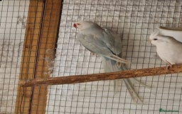 Ringnecks birds for sale: Adult Ringnecks - Image 7