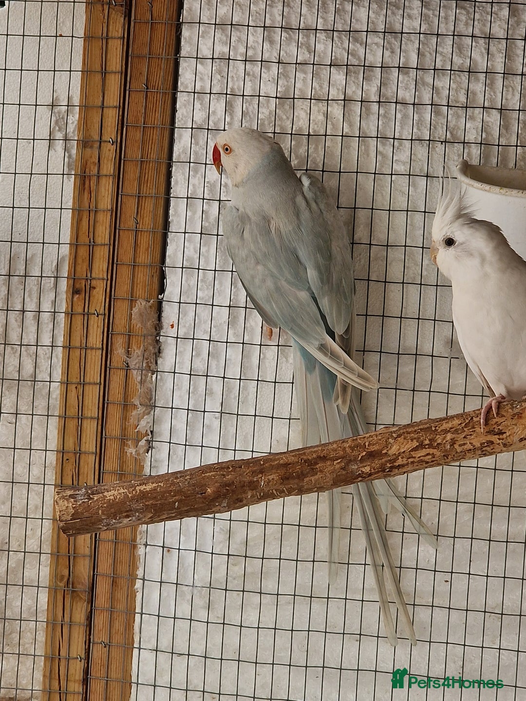 Ringnecks birds for sale: Adult Ringnecks - Image 7