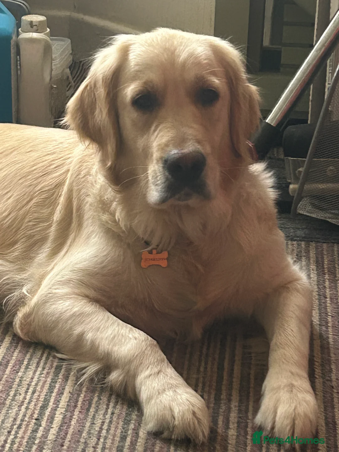 Golden Retriever dogs for sale: KC pure breed Golden retriever puppies  - Advert 1