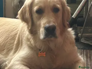 Golden Retriever dogs KC pure breed Golden retriever puppies - Advert 1