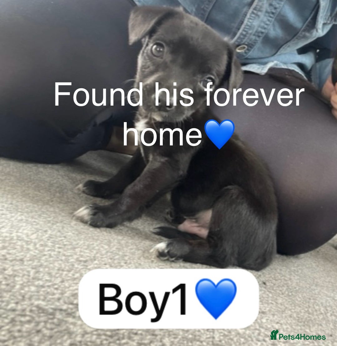 Jack Russell dogs for sale: 1 Beautiful Jack Russell Puppie Left in Worcester - Image 6