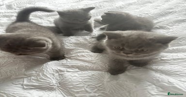 British Shorthair cats - Advert 10