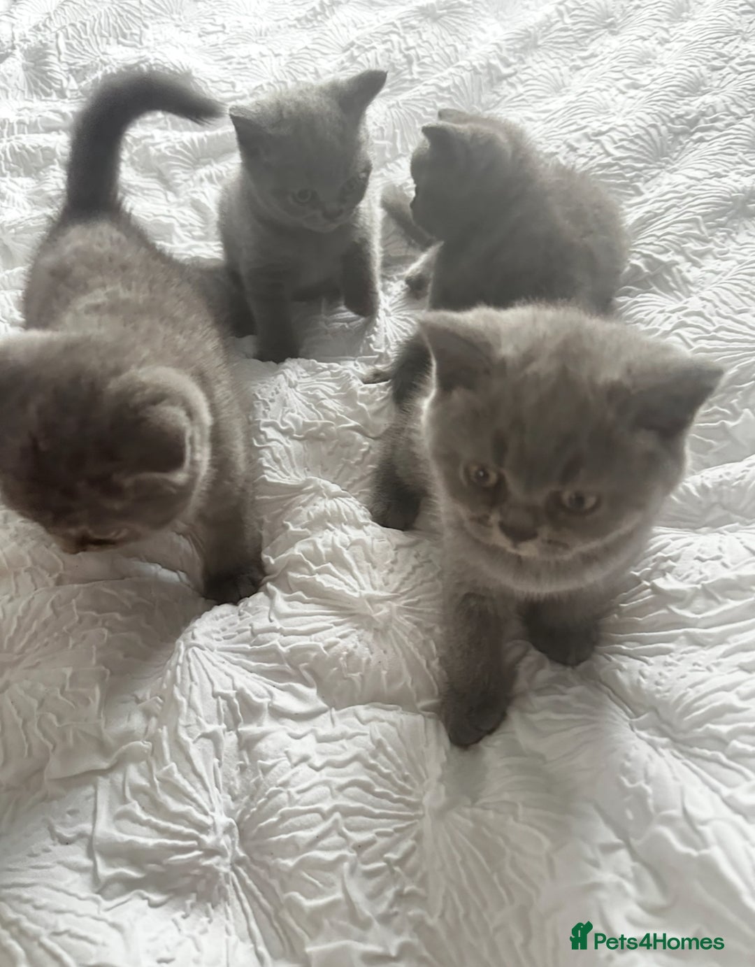 British Shorthair cats for sale: British Blue shorthair  - Image 2