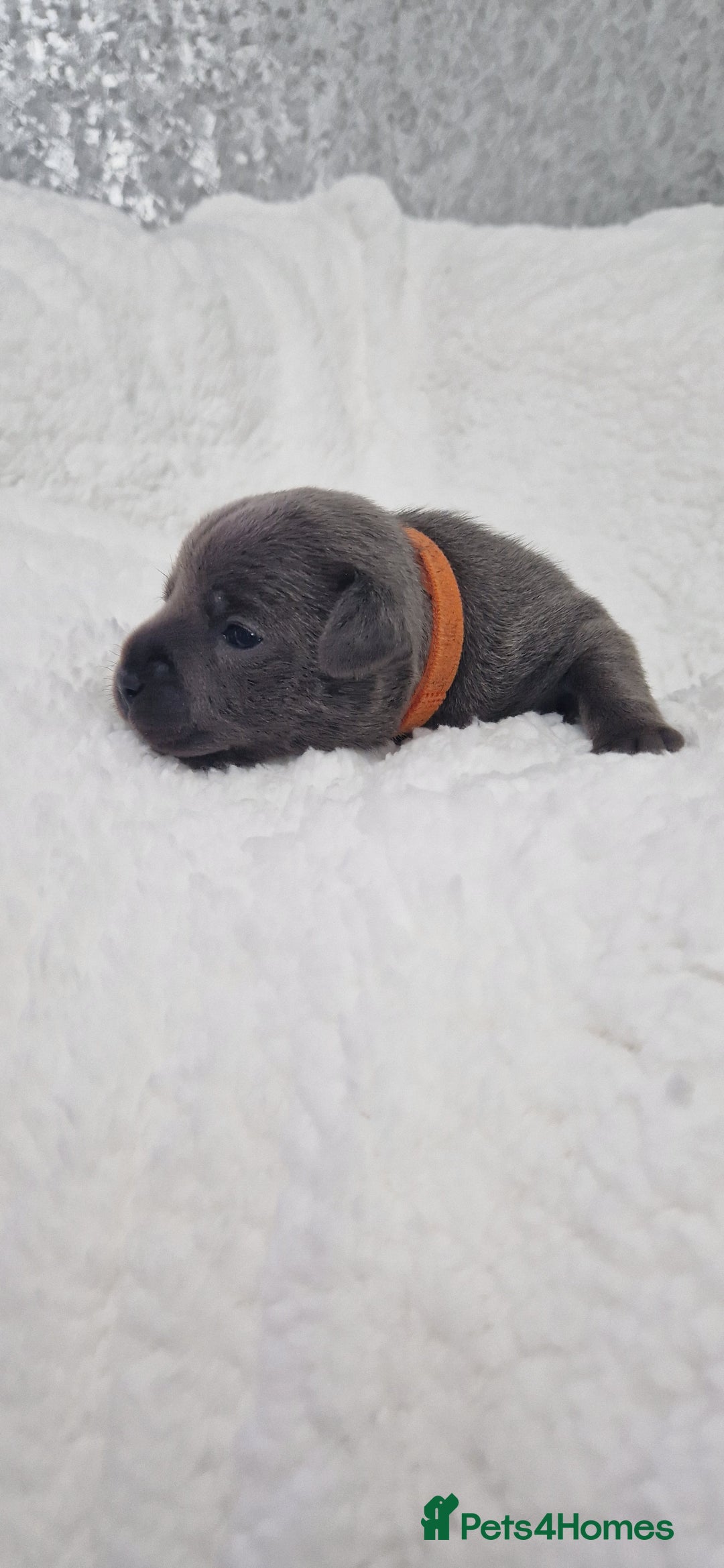 Staffordshire Bull Terrier dogs for sale: 4 Kc Reg Staffordshire Bull Terrier Females 🩷 - Advert 18